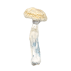 Albino Penis Envy Mushrooms