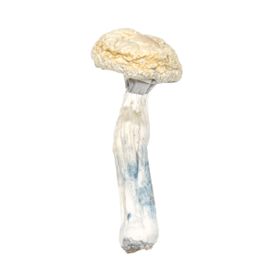 Albino Penis Envy Mushrooms