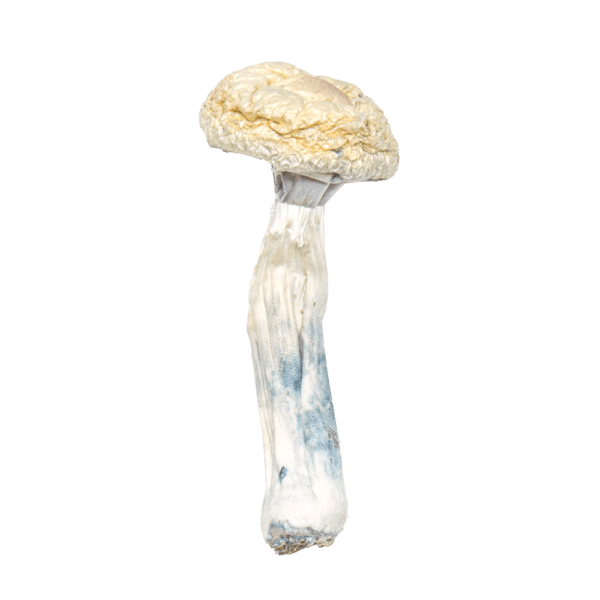 Albino Penis Envy Mushrooms