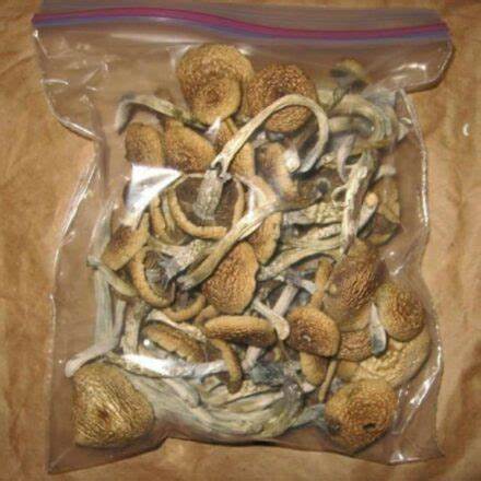 Liberty Cap Mushrooms