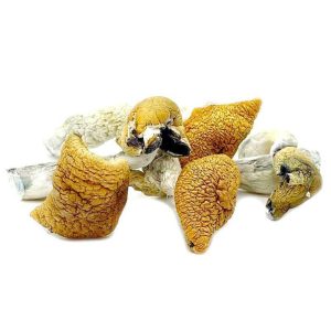 GOLDEN TEACHER MUSHROOMS
