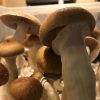 McKennaii Mushrooms