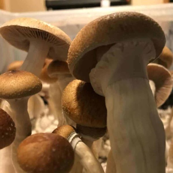 McKennaii Mushrooms