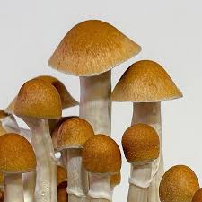 McKennaii Mushrooms